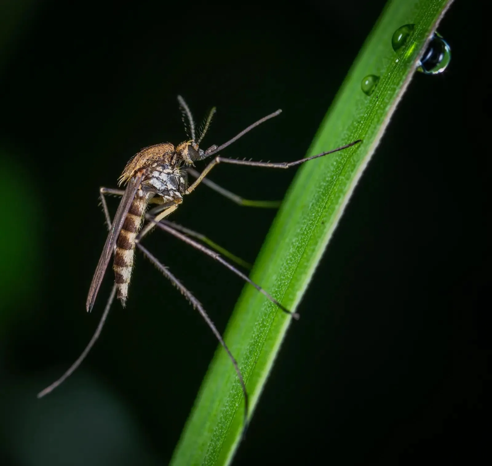 A mosquito resting on a blade of grass